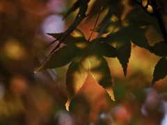 秋の装い＊１　木漏れ陽とモミジ