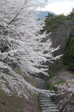 桜：まだまだ現役