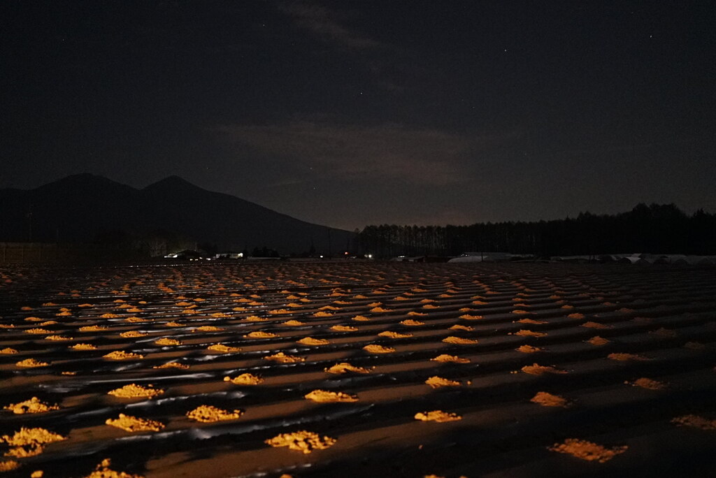 八ヶ岳高原の夜：ヘッドライトに浮かぶセロリ畑