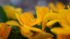 雨上がりの朝〜ビオラ〜1