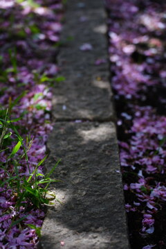 桜の花びらと草、そして石