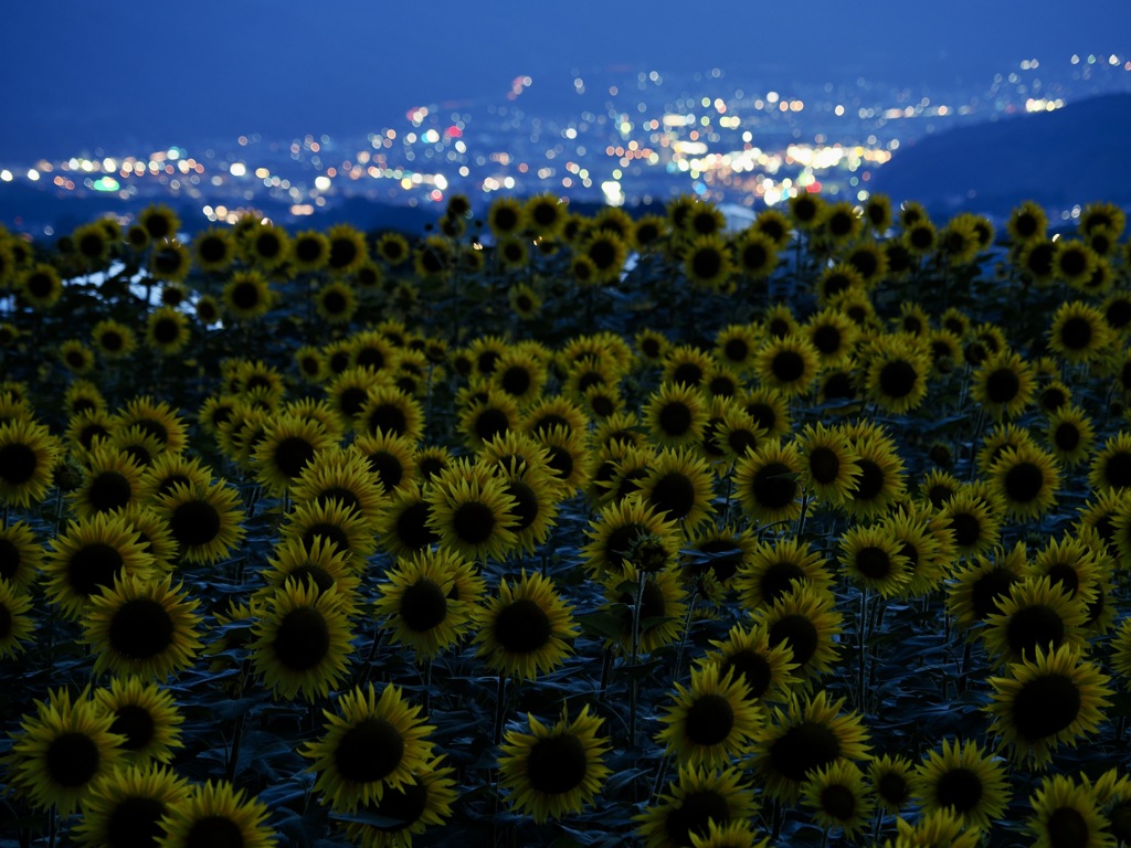 ひまわりと夜の光