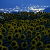 ひまわりと夜の光