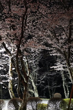 夜桜：饗宴