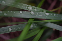 雨上がりのススキにて