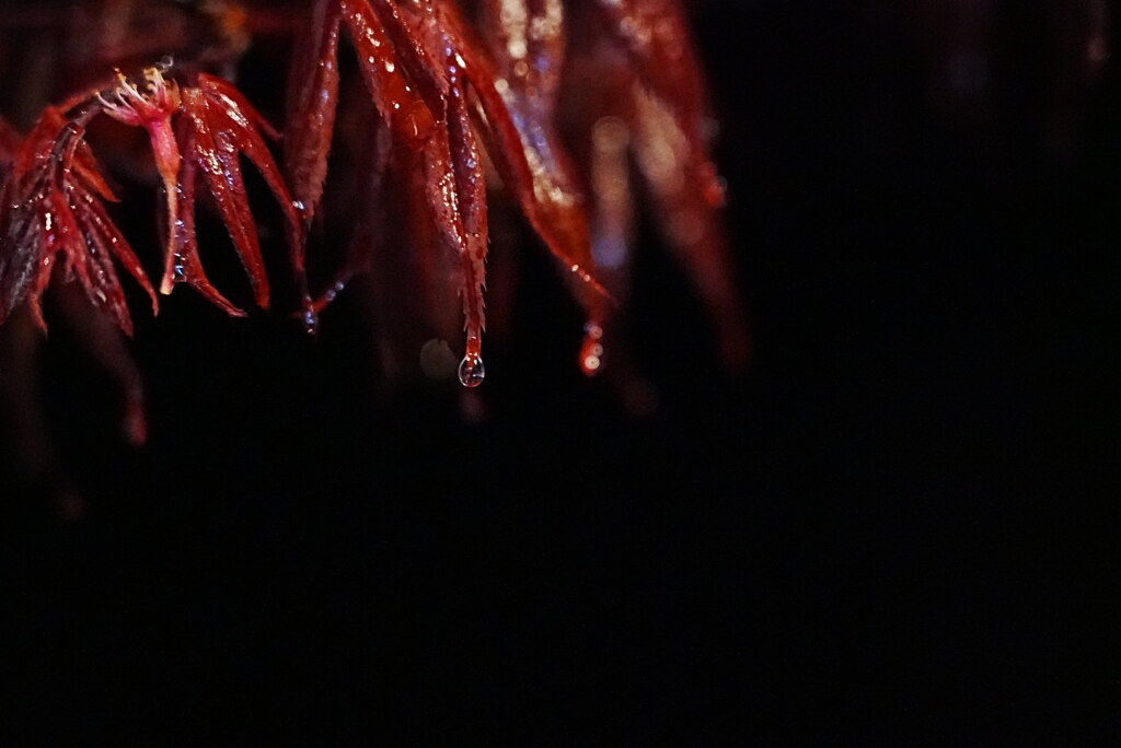 夜の雨；楓の幼葉