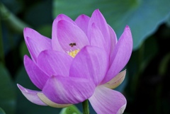 「こんにちは」　”いらっしゃい”