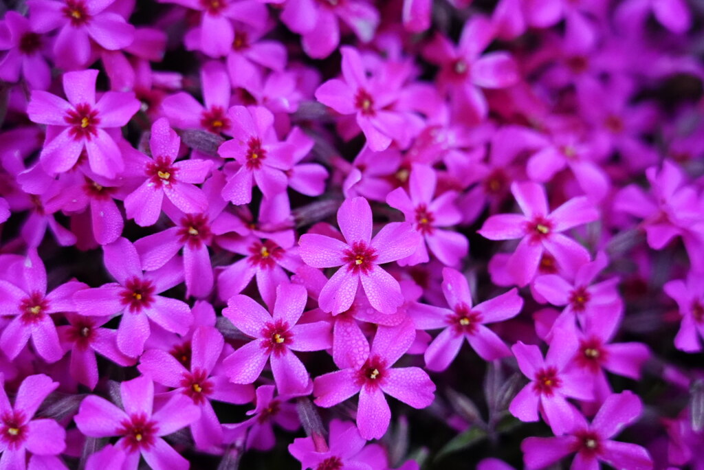 朝露に濡れる芝桜