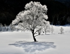 冬の自然に魅せられて＊３　　〜 輝くシンボルツリー 〜