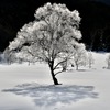 冬の自然に魅せられて＊３　　〜 輝くシンボルツリー 〜