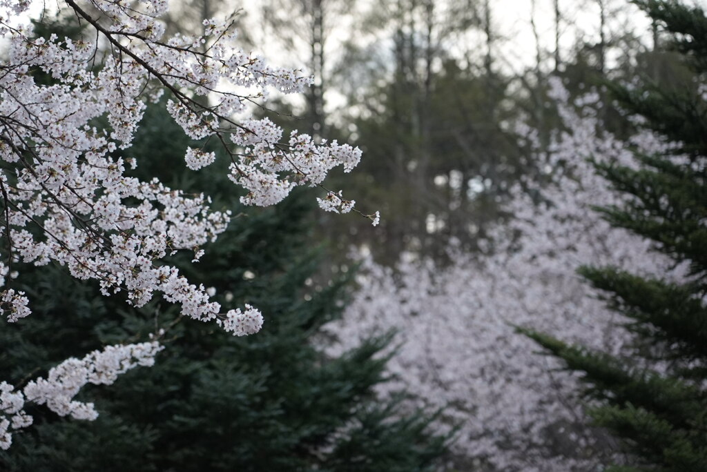 桜