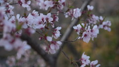 葉桜〜君達をいつまでも観ていたい〜