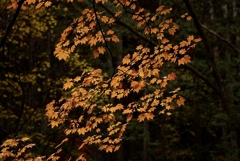奥蓼科の秋（2021）；　森陰に映える紅葉