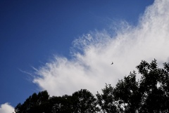 夏：森と空と鳥