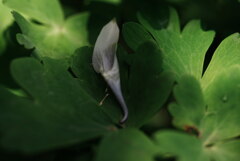 美しかったよ、ありがとう；オダマキの花弁