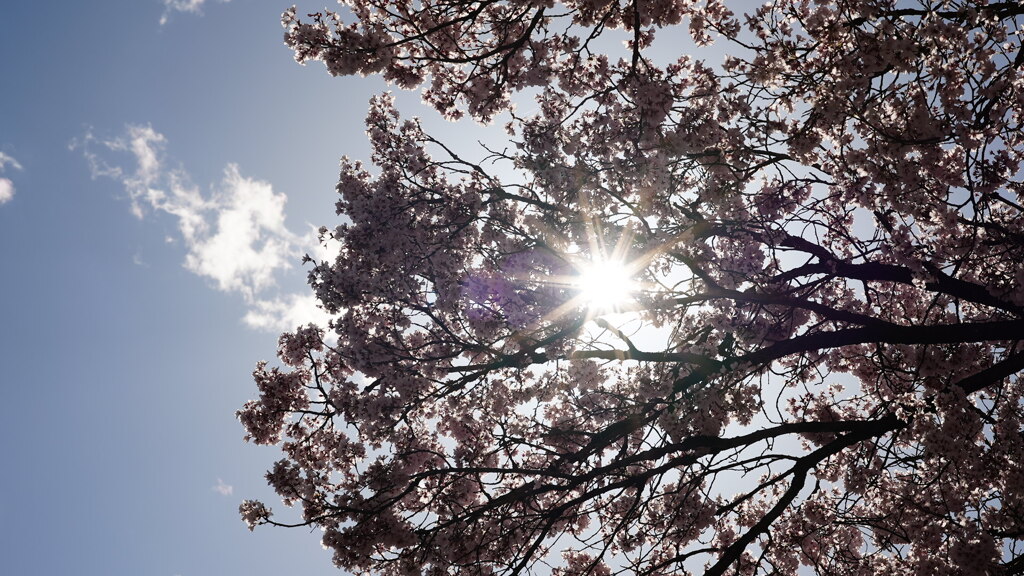 桜と空と光