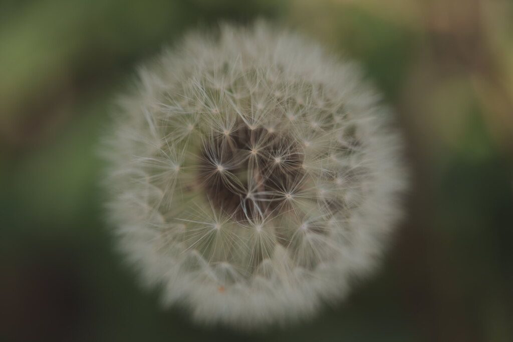 綿毛
