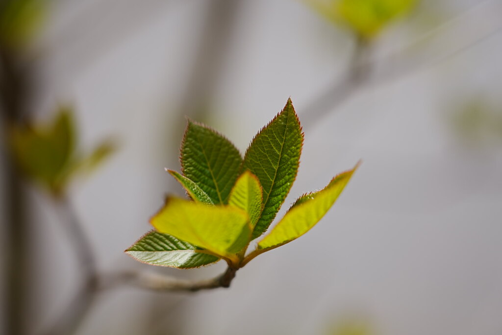 幼葉；リョウブ＊１