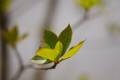 幼葉；リョウブ＊１