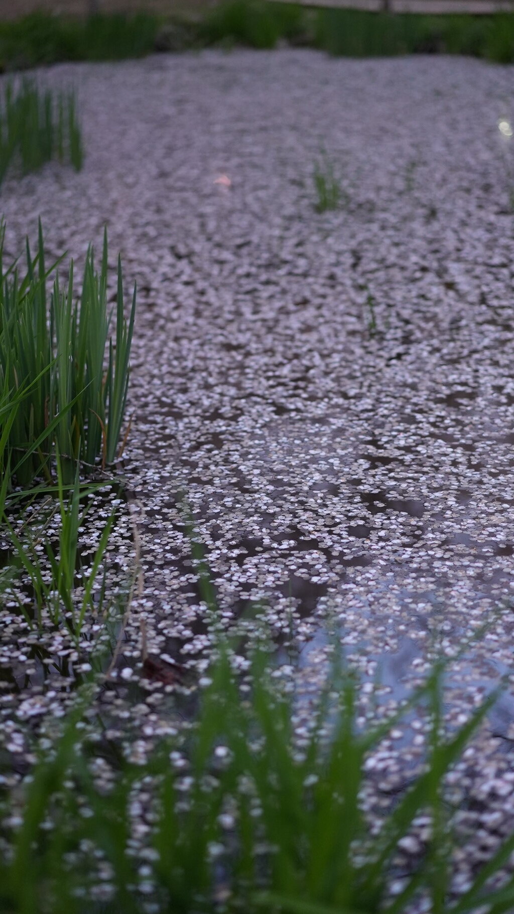 池と水草と桜の花びらと＊2