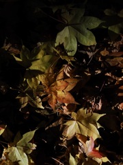 落ち葉の光と影