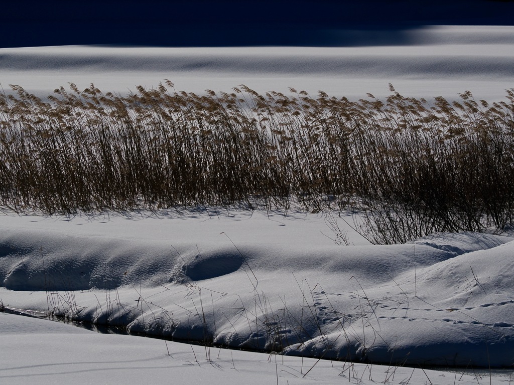 雪原の葦