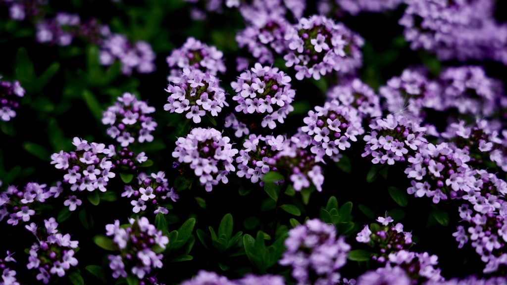 タイムの花＊２