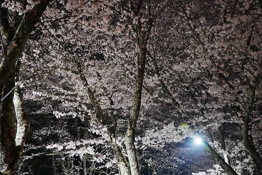 夜桜：饗宴
