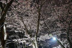 夜桜：饗宴
