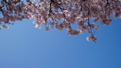 桜：青空の祝福