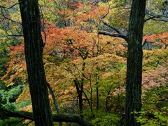 立木の向こうの秋