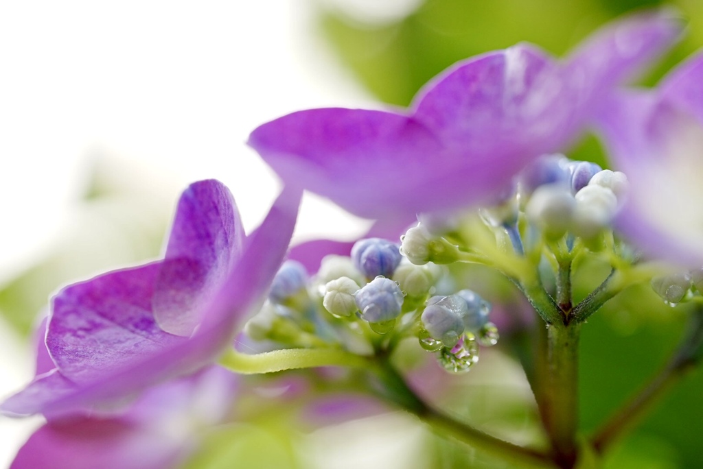 恵みの雨鏡