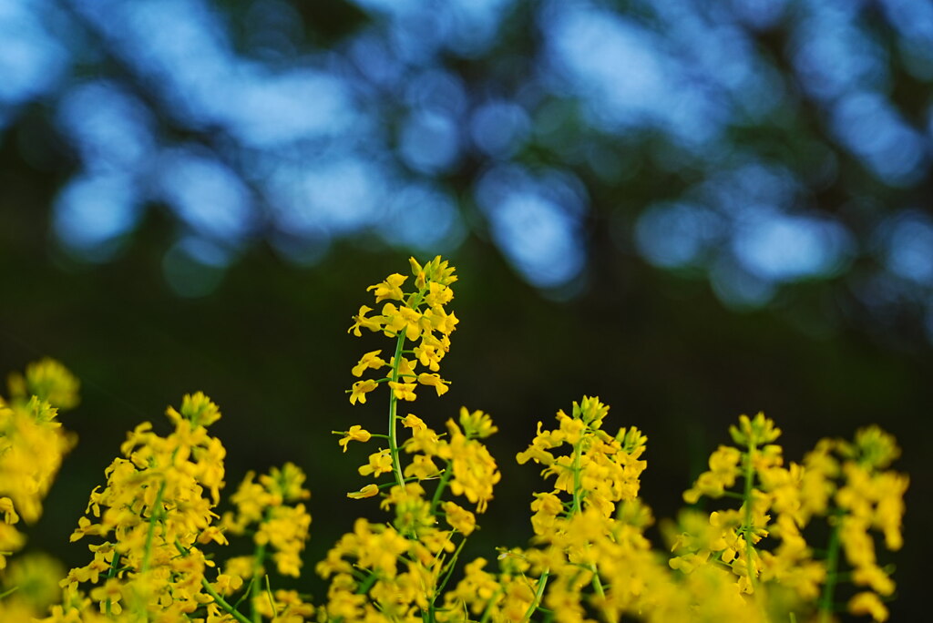 散歩道で出会った菜の花