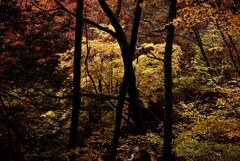 奥蓼科の秋(2021)；　黒い木と紅葉