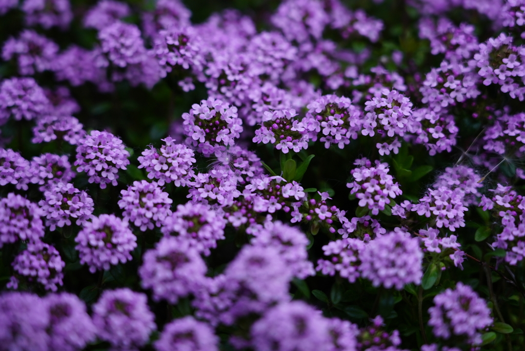 タイムの花