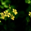 庭で出会った草花