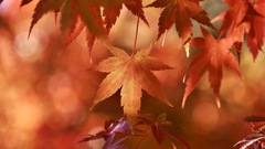 毅然として