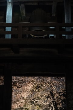 夜桜