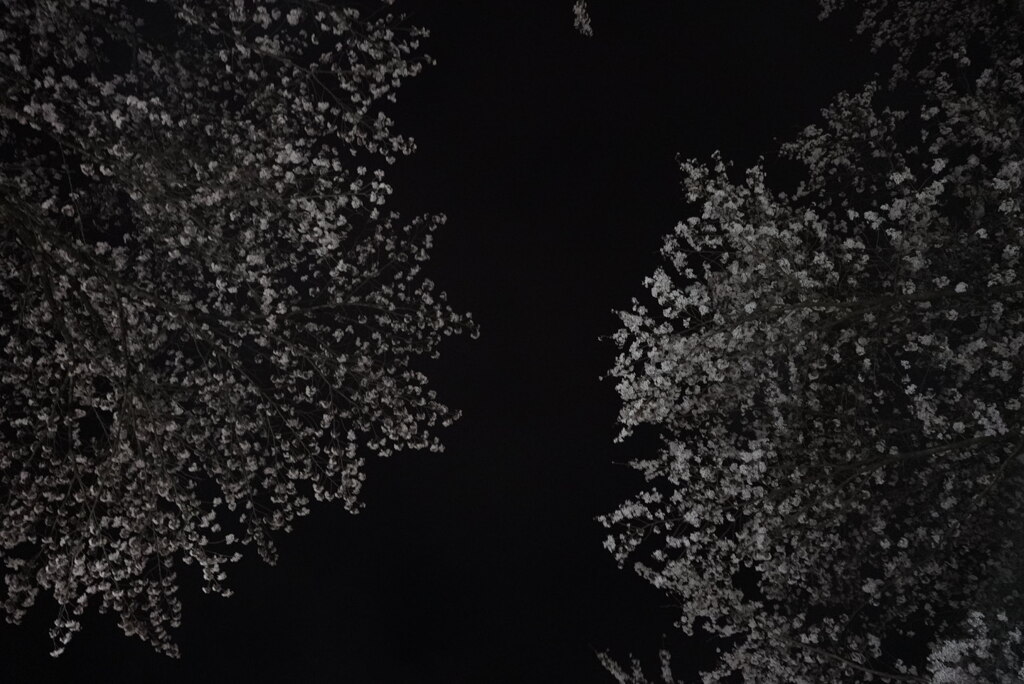 夜桜：饗宴
