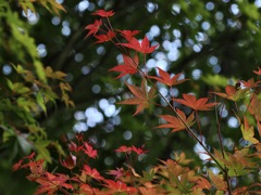 秋の装い＊４　紅葉グラデーション