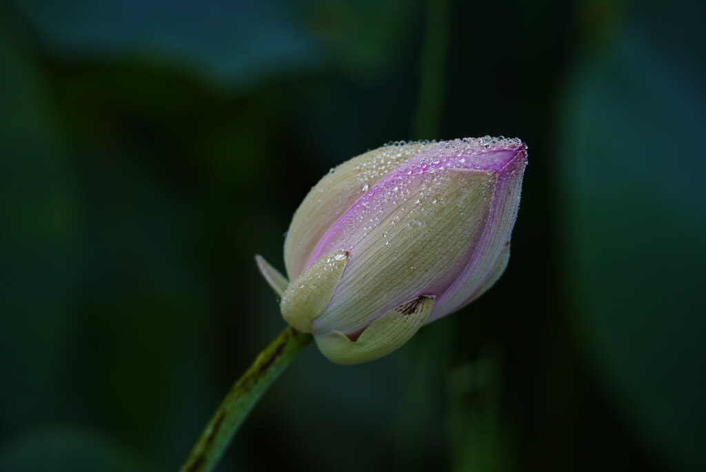 蕾　君も美しい