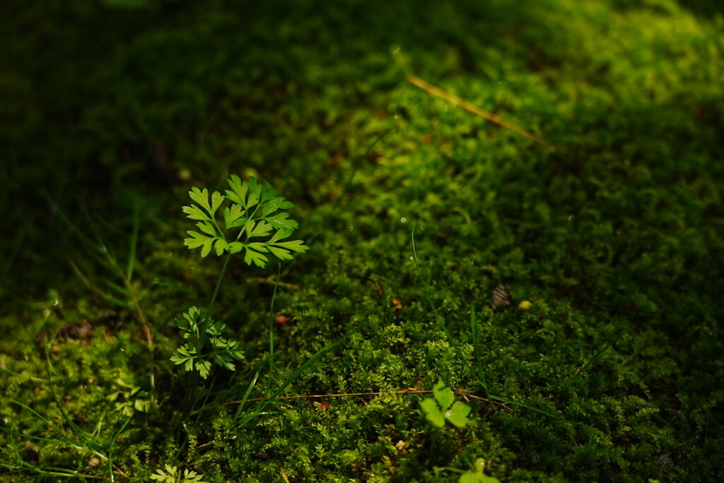 森に差す光に照らされて