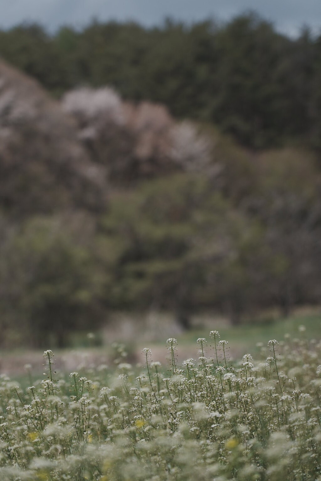 ナズナの花畑