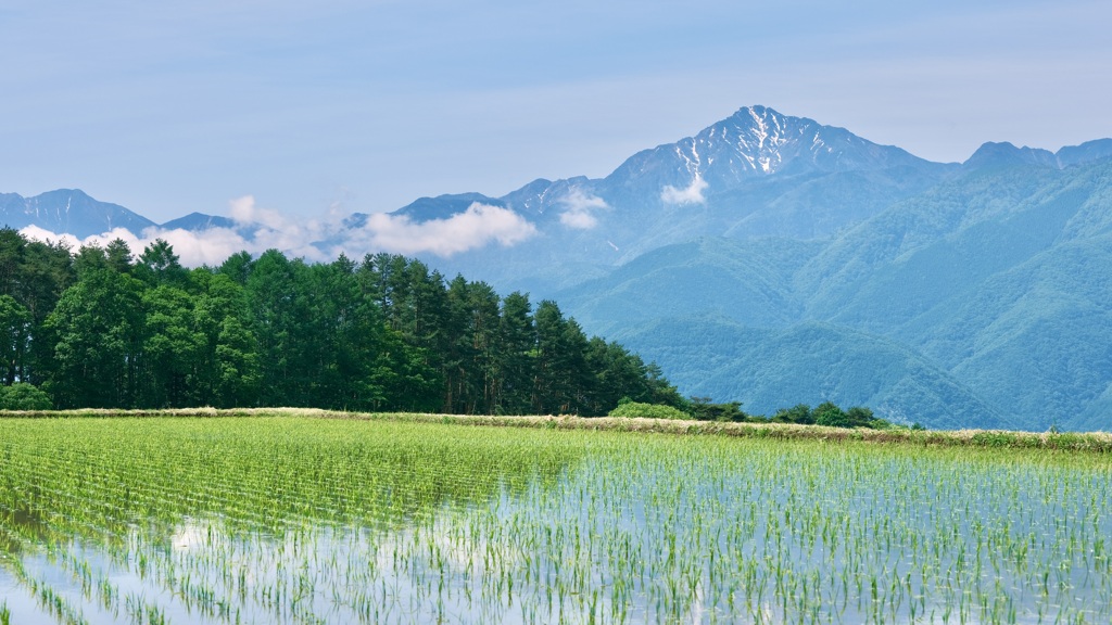 輝く水田と甲斐駒ヶ岳
