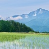 輝く水田と甲斐駒ヶ岳