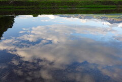 水田の風景