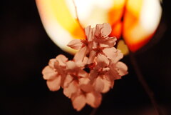 提灯と夜桜