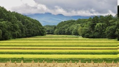 収穫の時を迎えて（修正前）