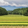収穫の時を迎えて（修正前）