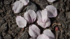 咲くも桜、散るも桜